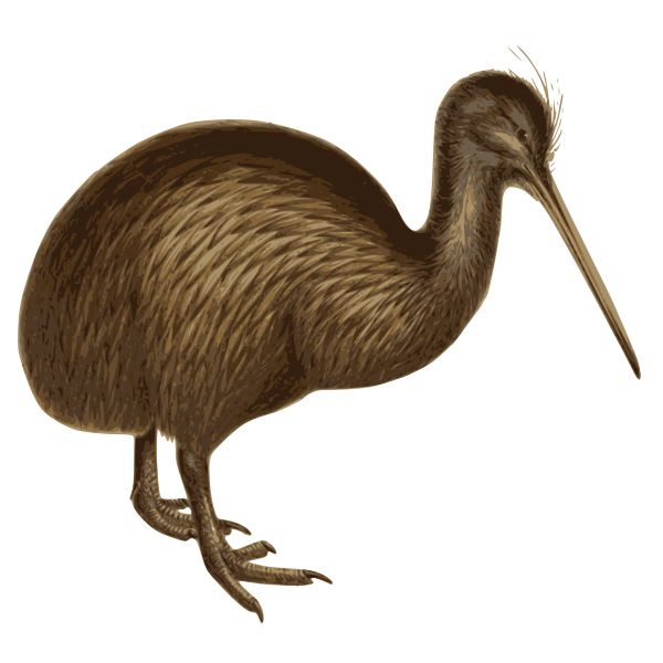 Kiwi bird PNG    图片编号:104743