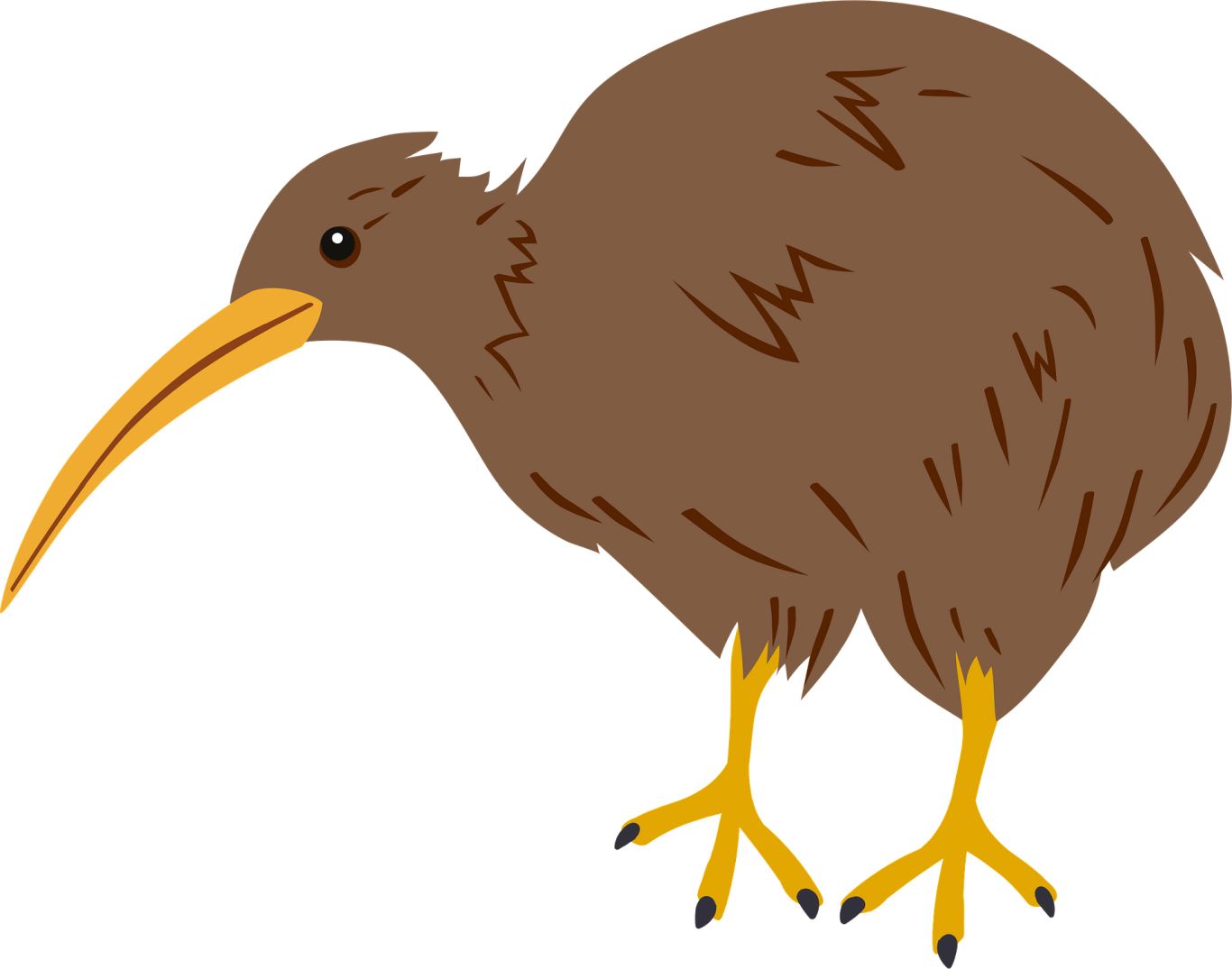 Kiwi bird PNG    图片编号:104744