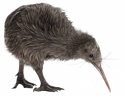 Kiwi bird PNG    图片编号:104746