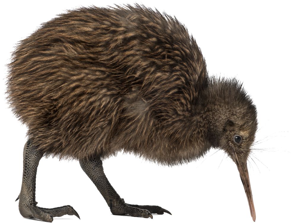 Kiwi bird PNG    图片编号:104748