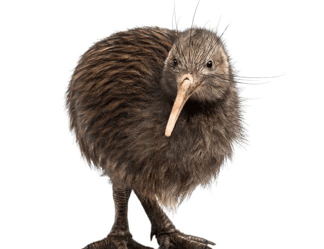 Kiwi bird PNG    图片编号:104750