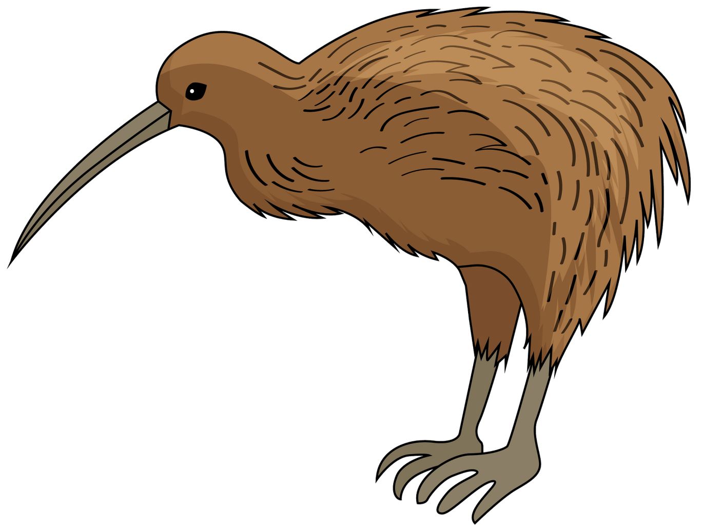 Kiwi bird PNG    图片编号:104751