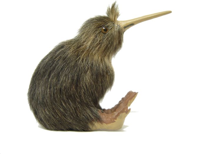Kiwi bird PNG    图片编号:104734