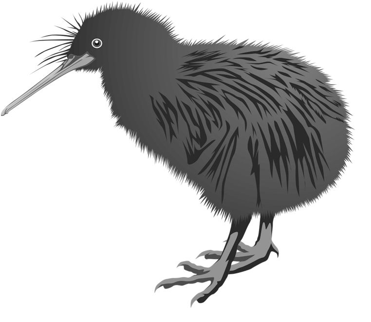 Kiwi bird PNG    图片编号:104736