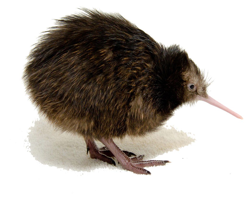 Kiwi bird PNG    图片编号:104737