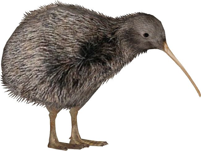 Kiwi bird PNG    图片编号:104738