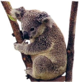 Koala PNG    图片编号:20681