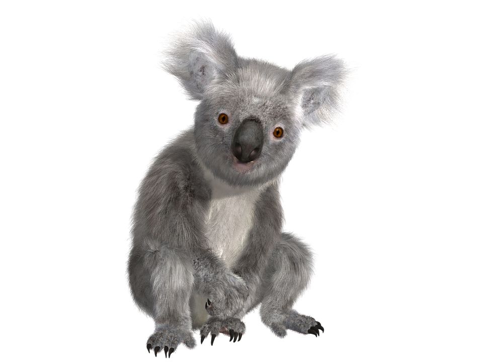 Koala PNG    图片编号:20690