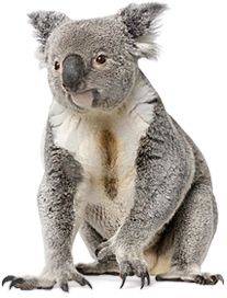 Koala PNG    图片编号:20691