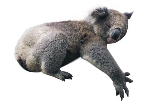 Koala PNG    图片编号:20693