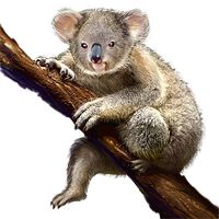 Koala PNG    图片编号:20683