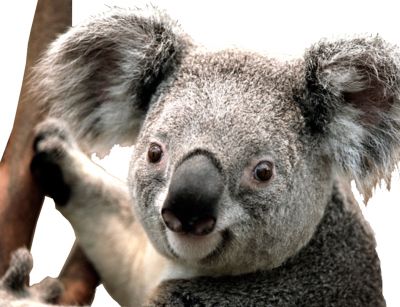 Koala PNG    图片编号:20684