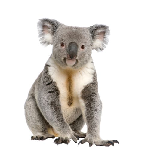 Koala PNG    图片编号:20686