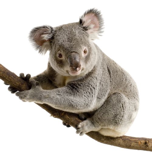 Koala PNG    图片编号:20688