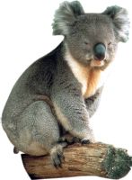 Koala PNG    图片编号:20689
