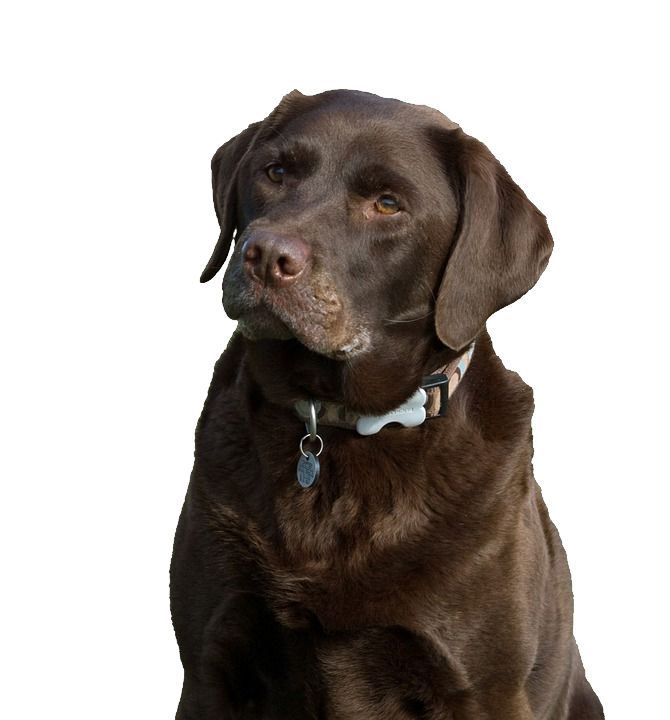 Labrador Retriever PNG    图片编号:72673