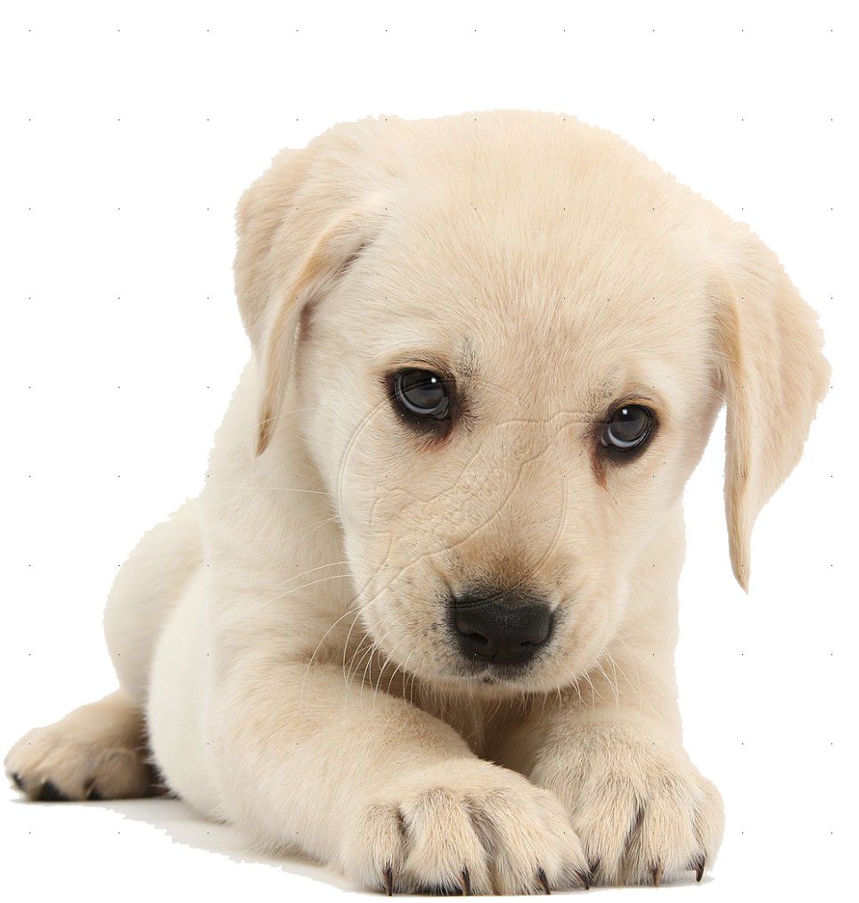 Labrador Retriever PNG    图片编号:72680