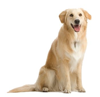 Labrador Retriever PNG    图片编号:72690