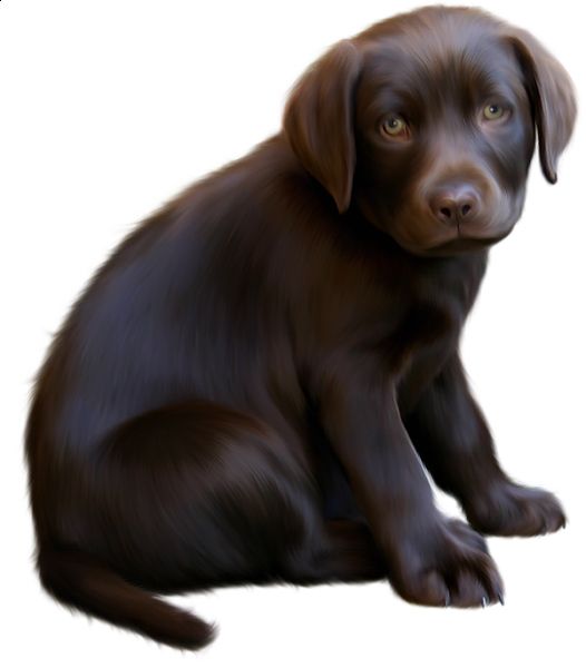 Labrador Retriever PNG    图片编号:72693