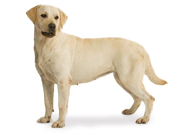 Labrador Retriever PNG    图片编号:72707