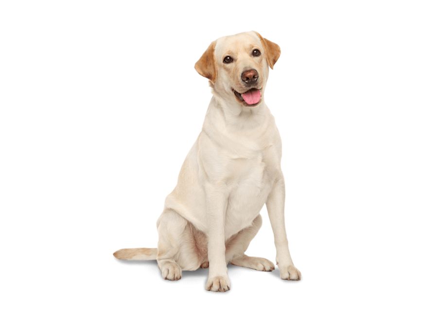 Labrador Retriever PNG    图片编号:72717