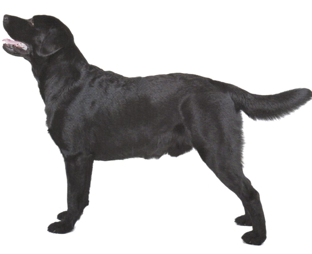 Labrador Retriever PNG    图片编号:72736