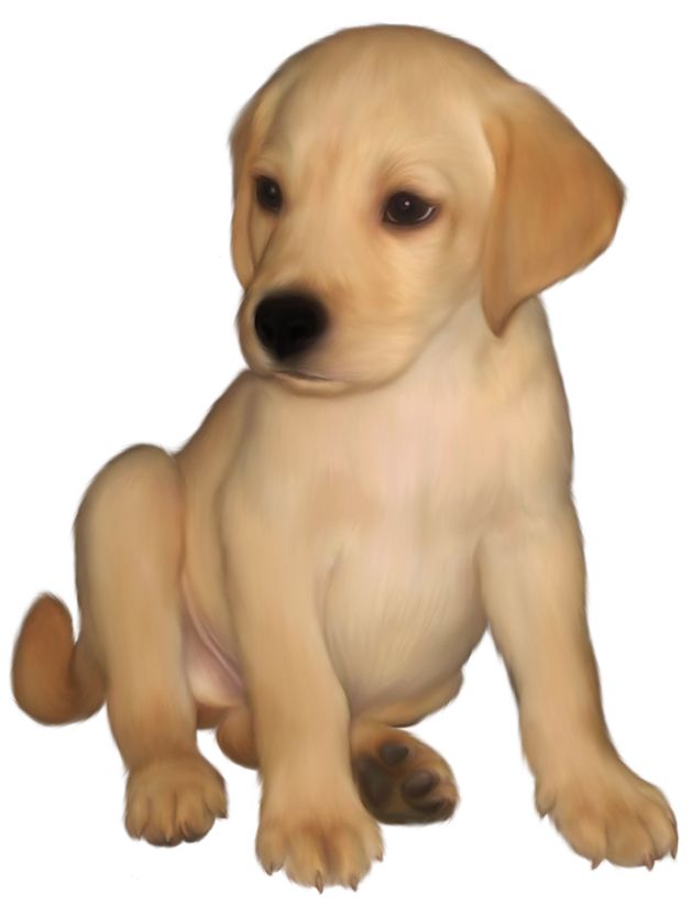 Labrador Retriever PNG    图片编号:72739