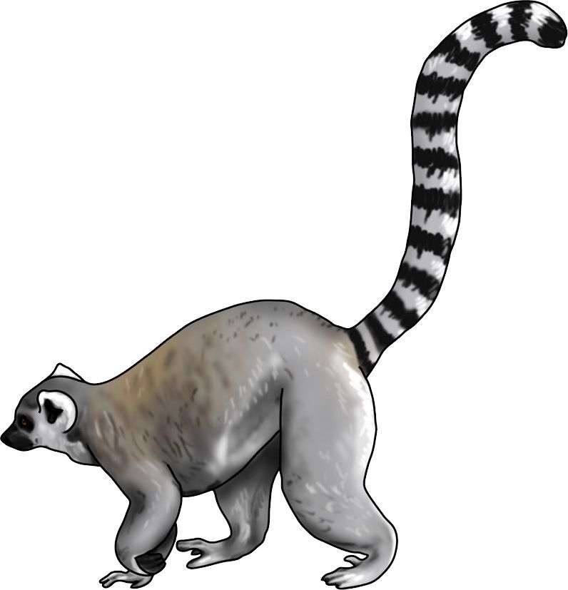 Lemur PNG    图片编号:61742