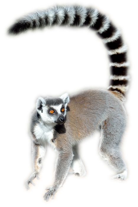 Lemur PNG    图片编号:61752