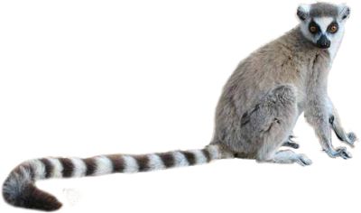 Lemur PNG    图片编号:61753