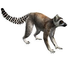 Lemur PNG    图片编号:61754
