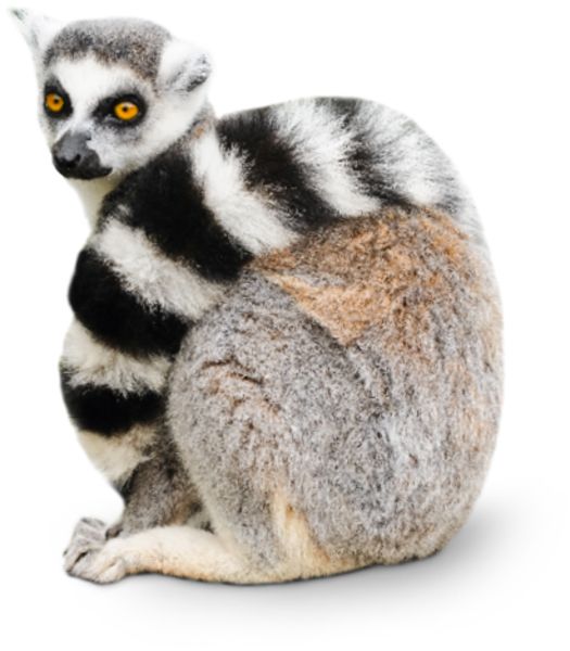 Lemur PNG    图片编号:61755