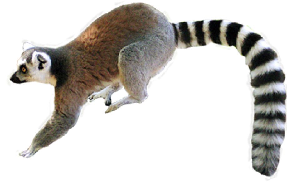 Lemur PNG    图片编号:61756
