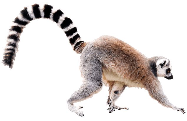 Lemur PNG    图片编号:61757