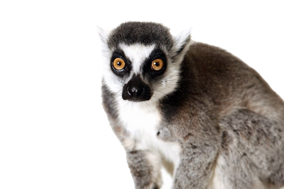 Lemur PNG    图片编号:61759