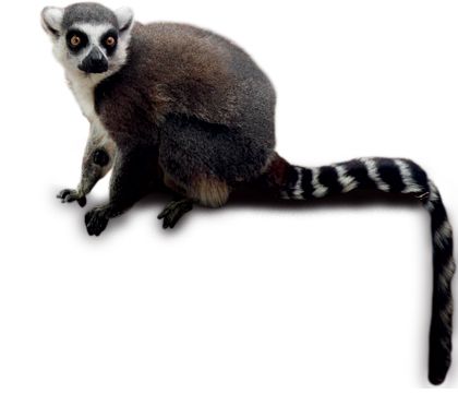 Lemur PNG    图片编号:61760