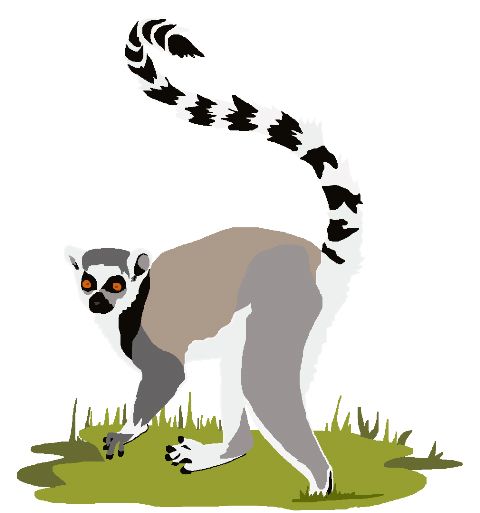 Lemur PNG    图片编号:61763