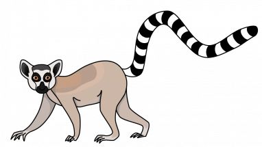 Lemur PNG    图片编号:61764