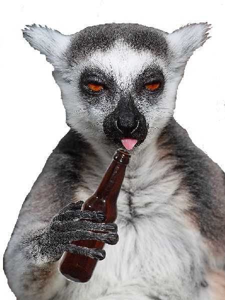 Lemur PNG    图片编号:61766
