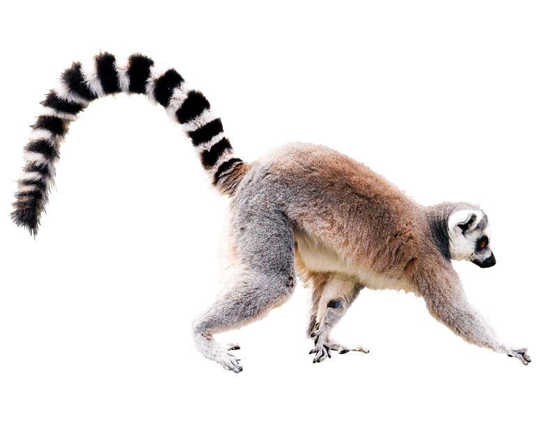 Lemur PNG    图片编号:61767