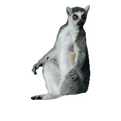 Lemur PNG    图片编号:61768