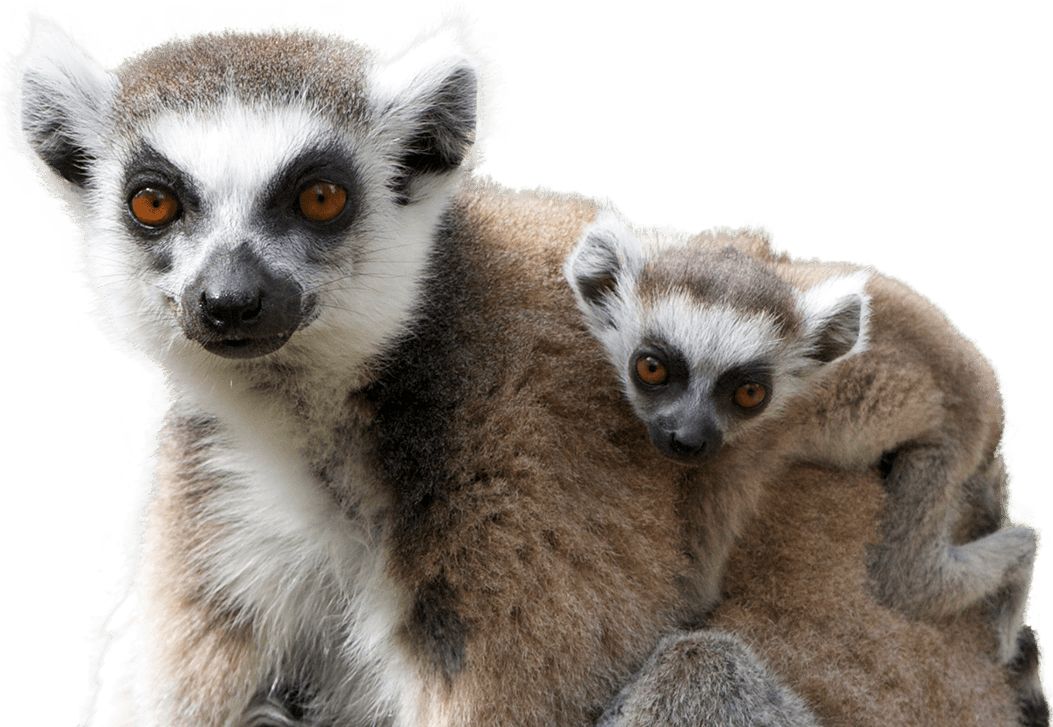 Lemur PNG    图片编号:61770
