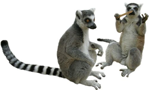 Lemur PNG    图片编号:61744