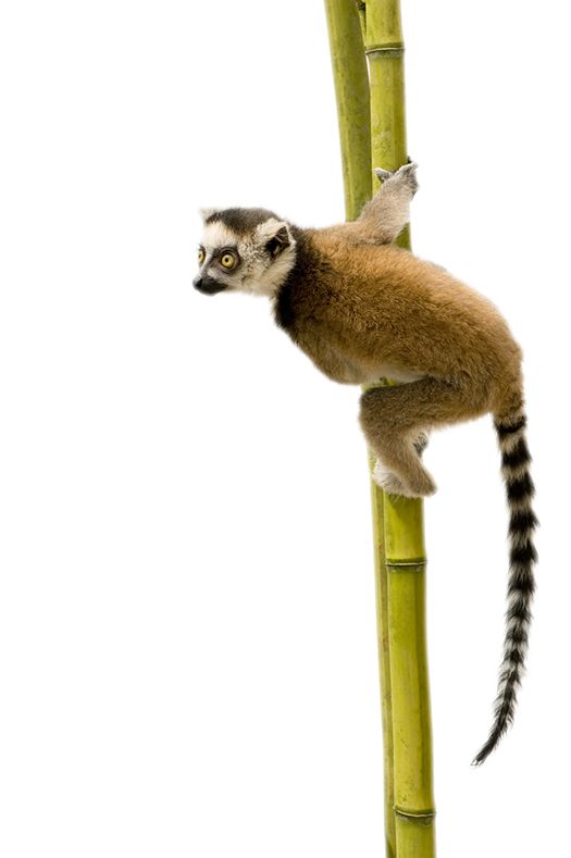 Lemur PNG    图片编号:61771