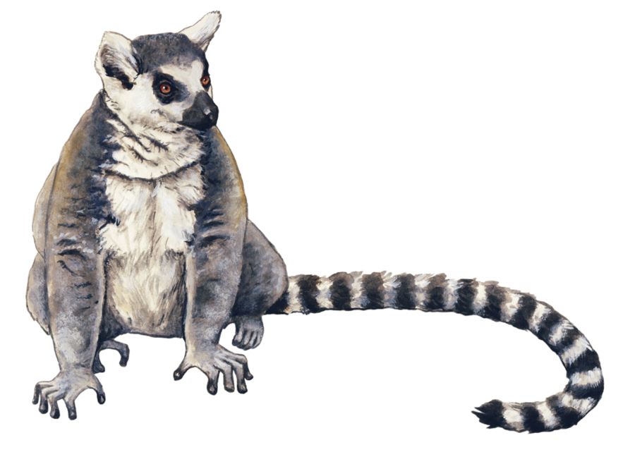 Lemur PNG    图片编号:61772