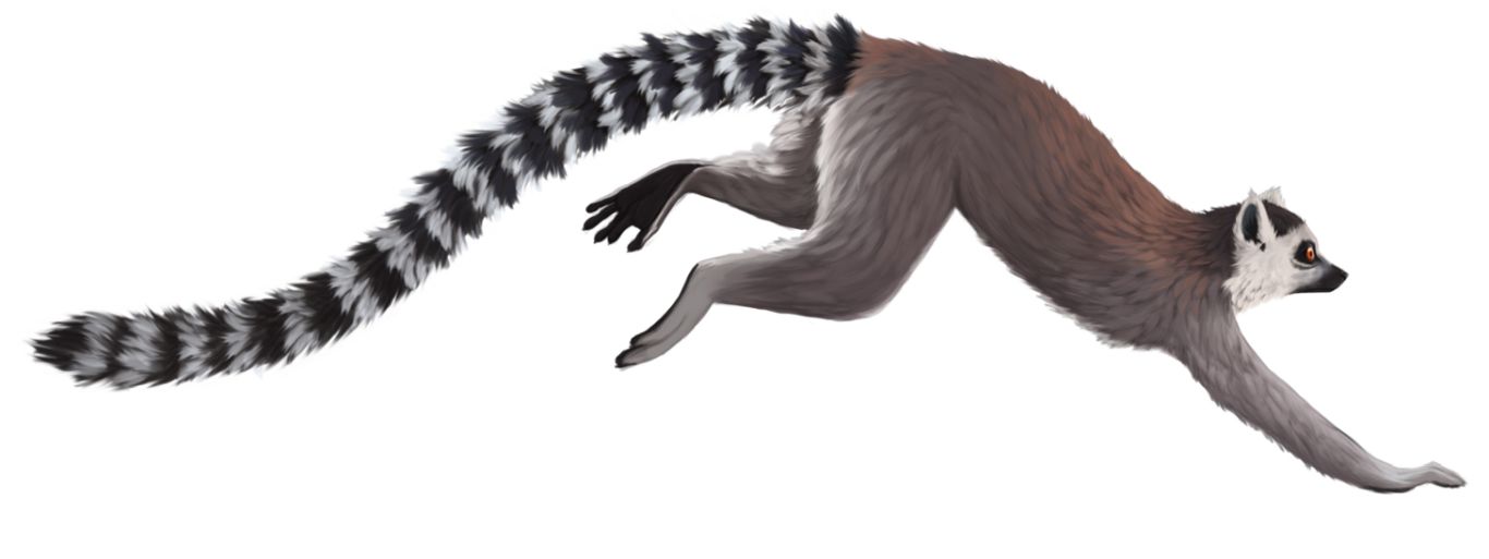Lemur PNG    图片编号:61773