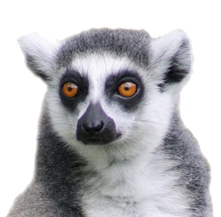 Lemur PNG    图片编号:61750