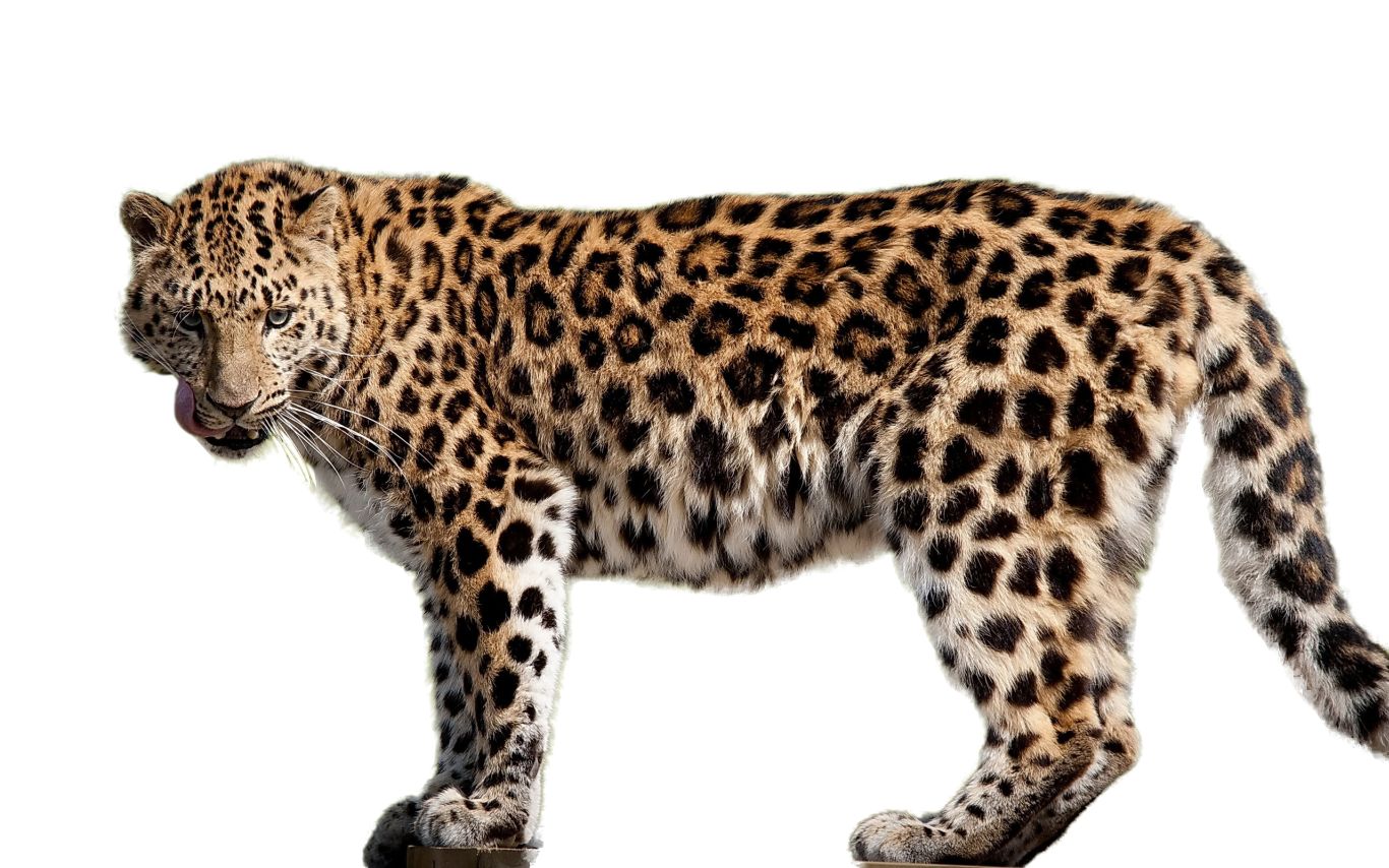 Leopard PNG    图片编号:14810