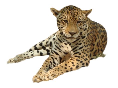 Leopard PNG    图片编号:14812