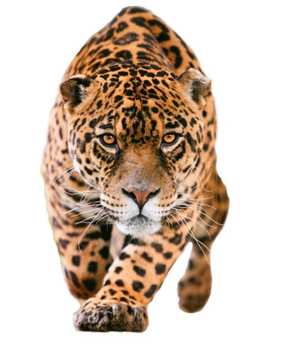 Leopard PNG    图片编号:14815